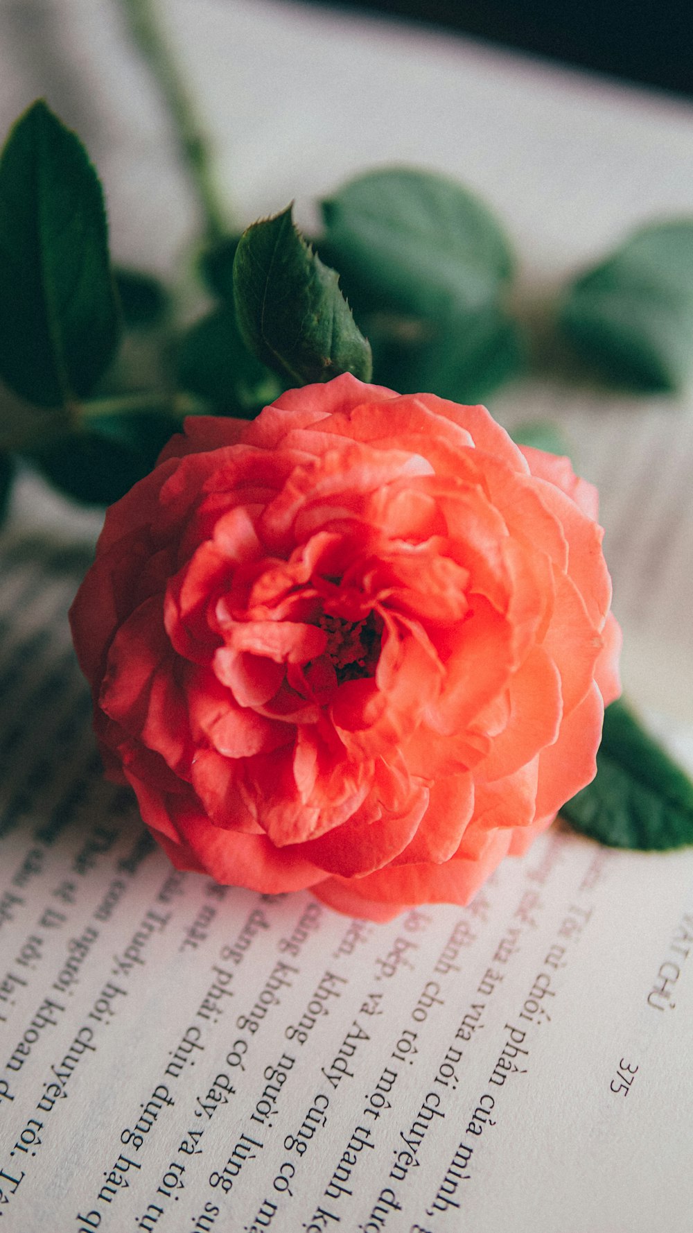 pink rose on white book page