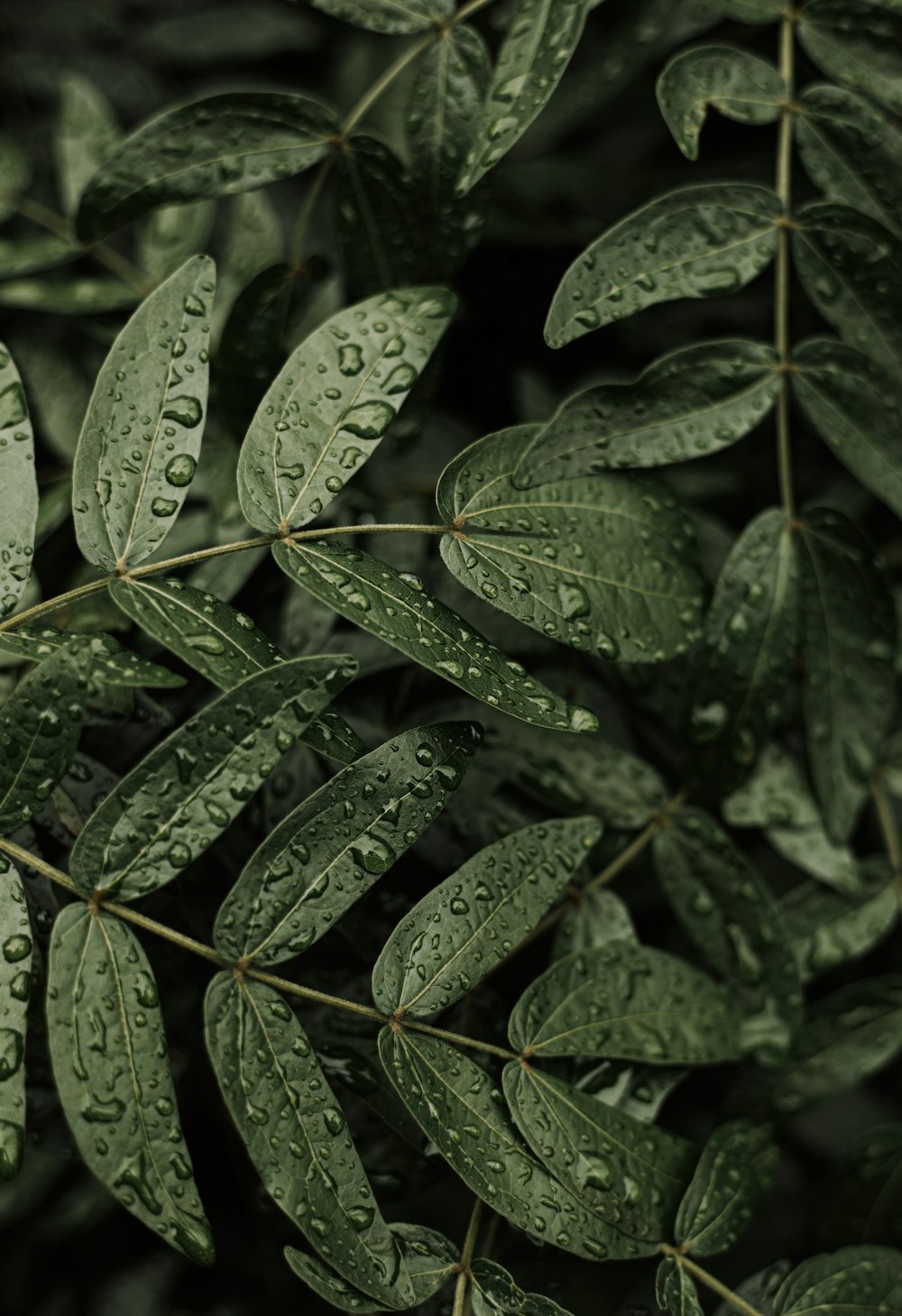 green leaves with water droplets