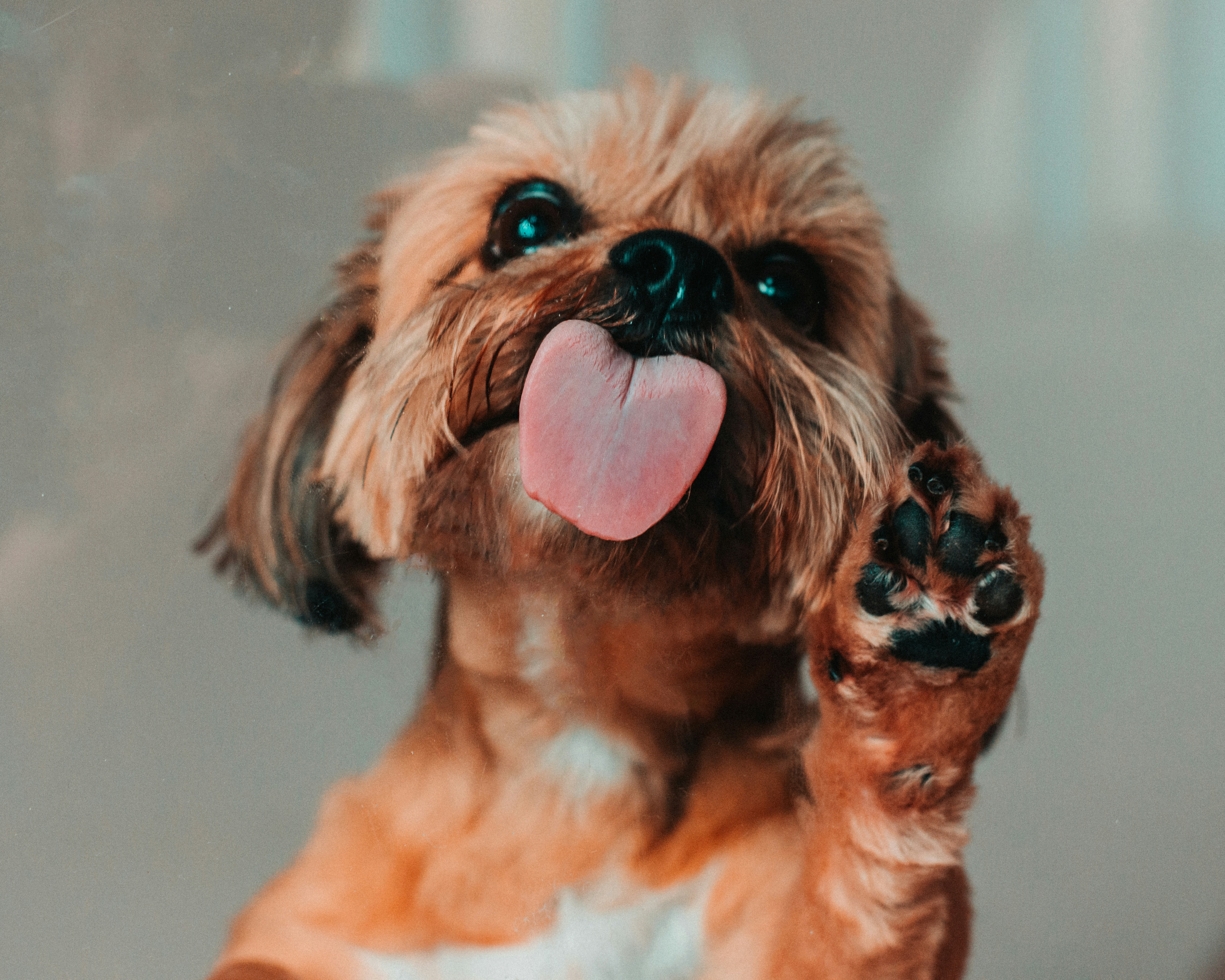Puppy's First Grooming: Pet NGON's Guide to a Positive Experience
