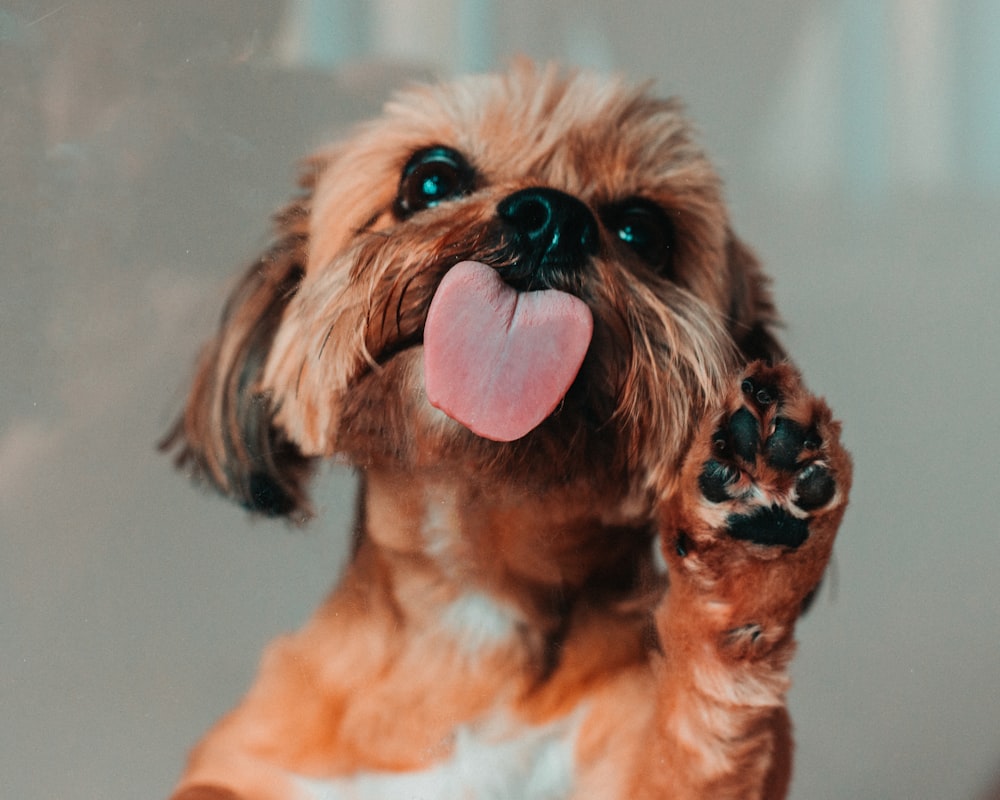 Cachorro de Shih Tzu marrón y blanco