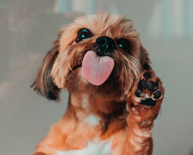 Shih Tzu