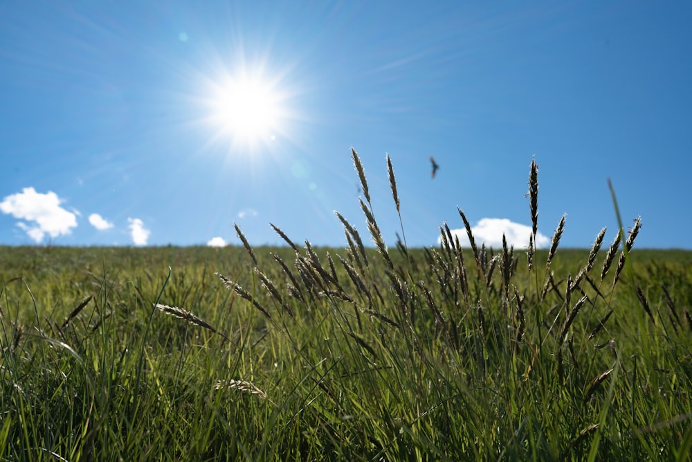 green grass field under blue sky during daytime