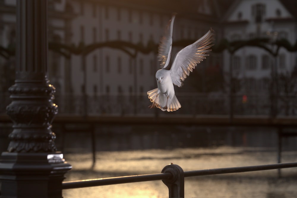 white bird flying over black metal fence