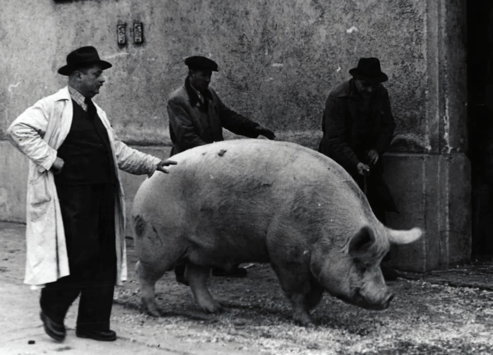 Hombre con chaqueta negra de pie junto al cerdo