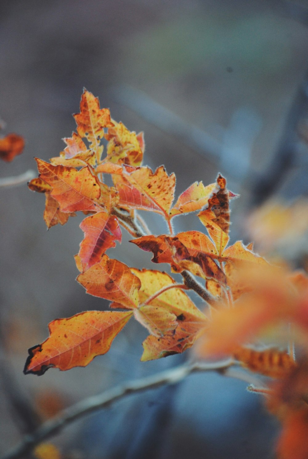 brown and green leaves in tilt shift lens