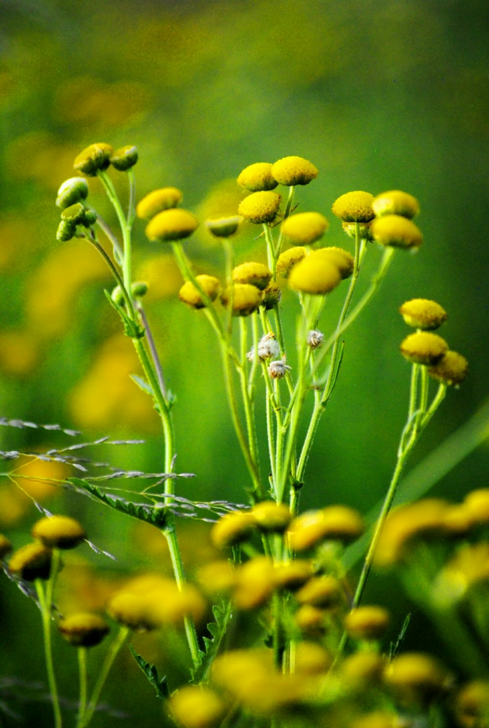 yellow flower buds in tilt shift lens
