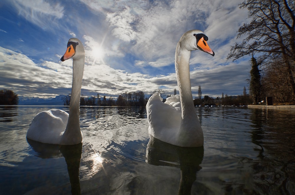 white swan on water during daytime