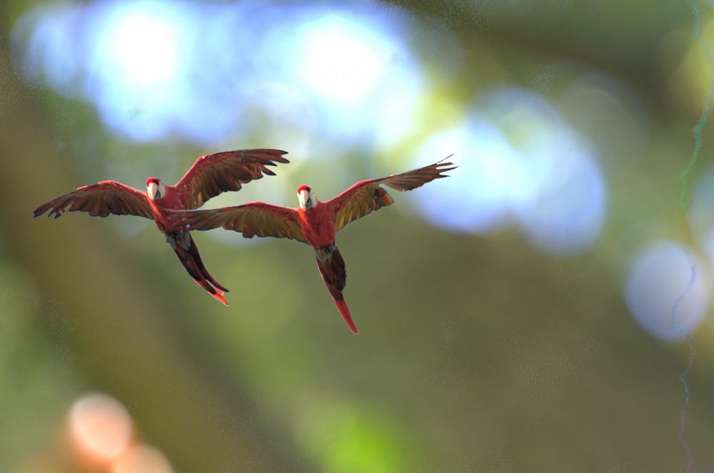 brown bird flying during daytime