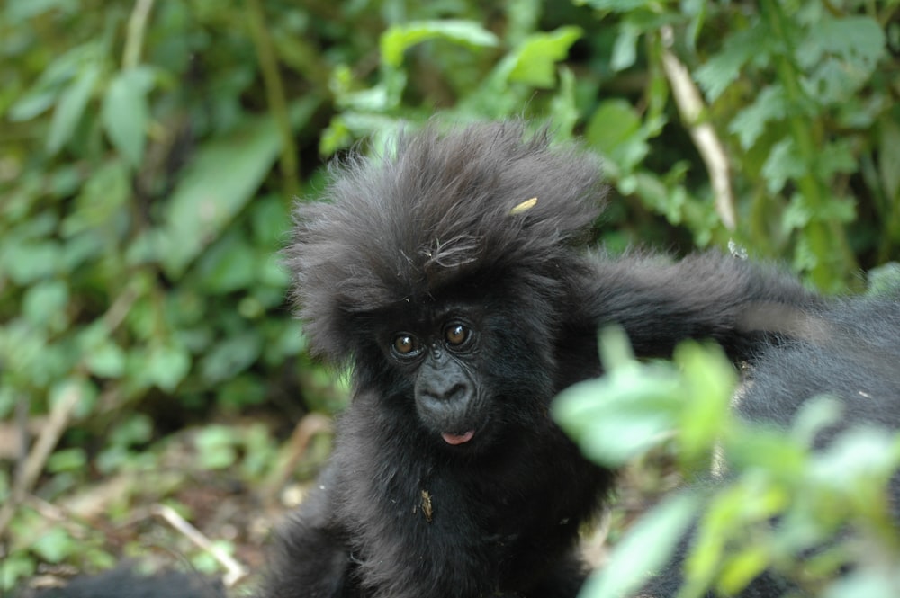 black gorilla on green grass during daytime