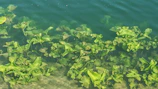 Green aquatic plants are submerged underneath clear water, with their distinctive leaves gently swaying. The visibility of soil at the bottom indicates shallow waters.