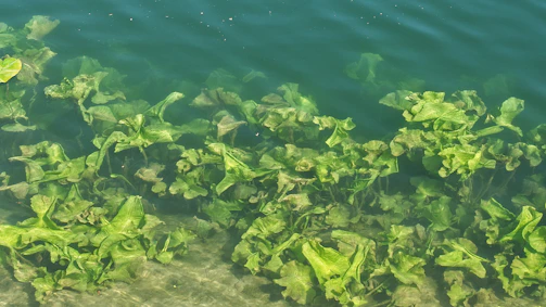 Green aquatic plants are submerged underneath clear water, with their distinctive leaves gently swaying. The visibility of soil at the bottom indicates shallow waters.