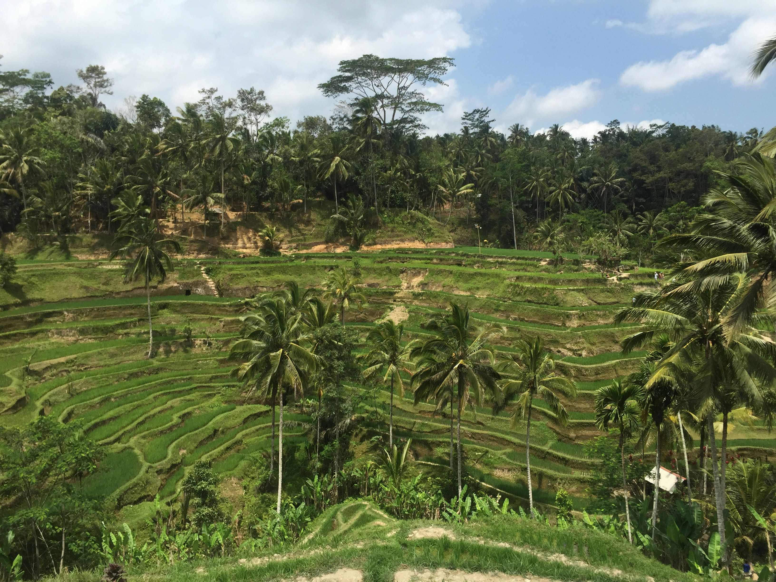 Rice terrace in Bali, Indonesia.