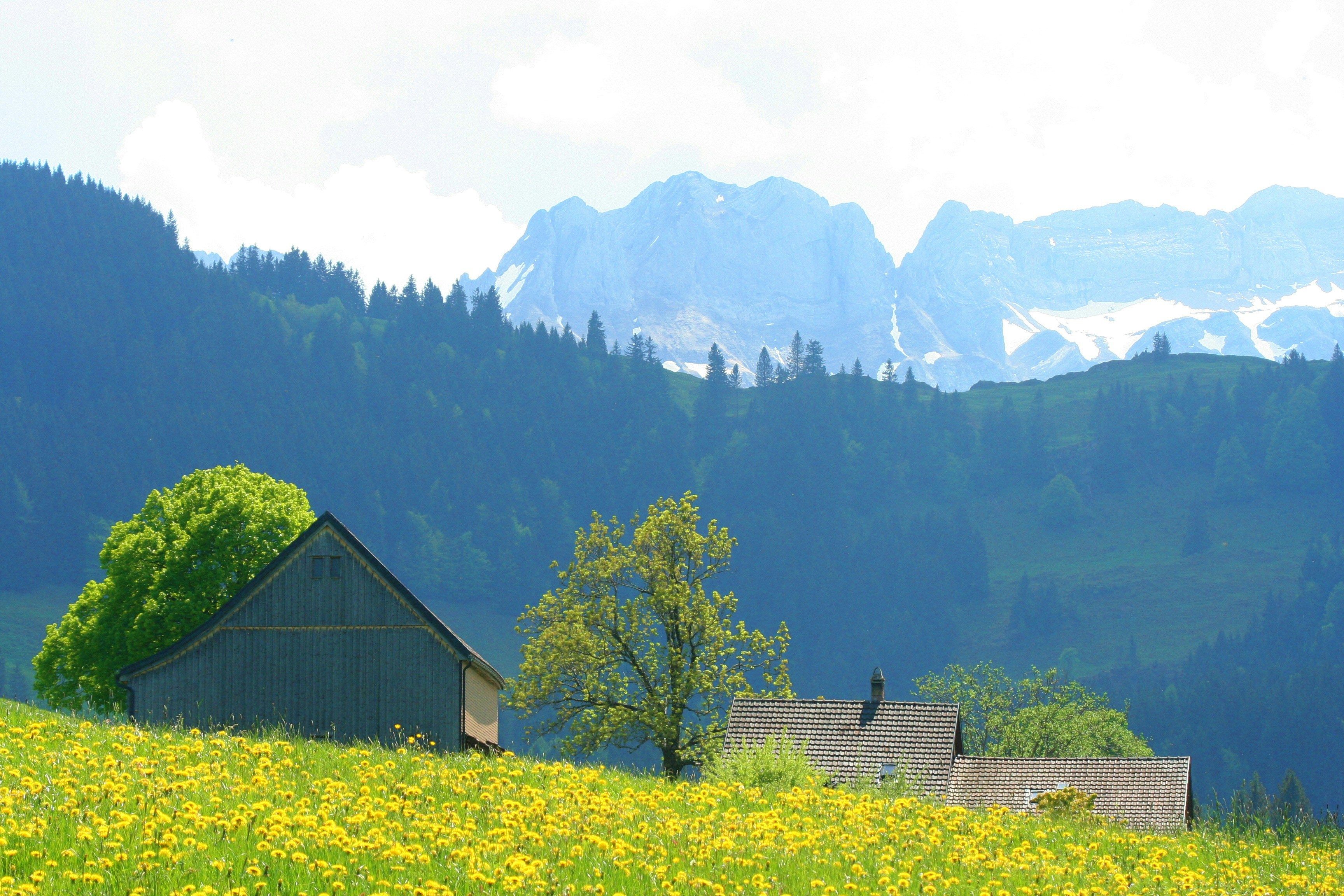 brown house near green trees and mountain during daytime