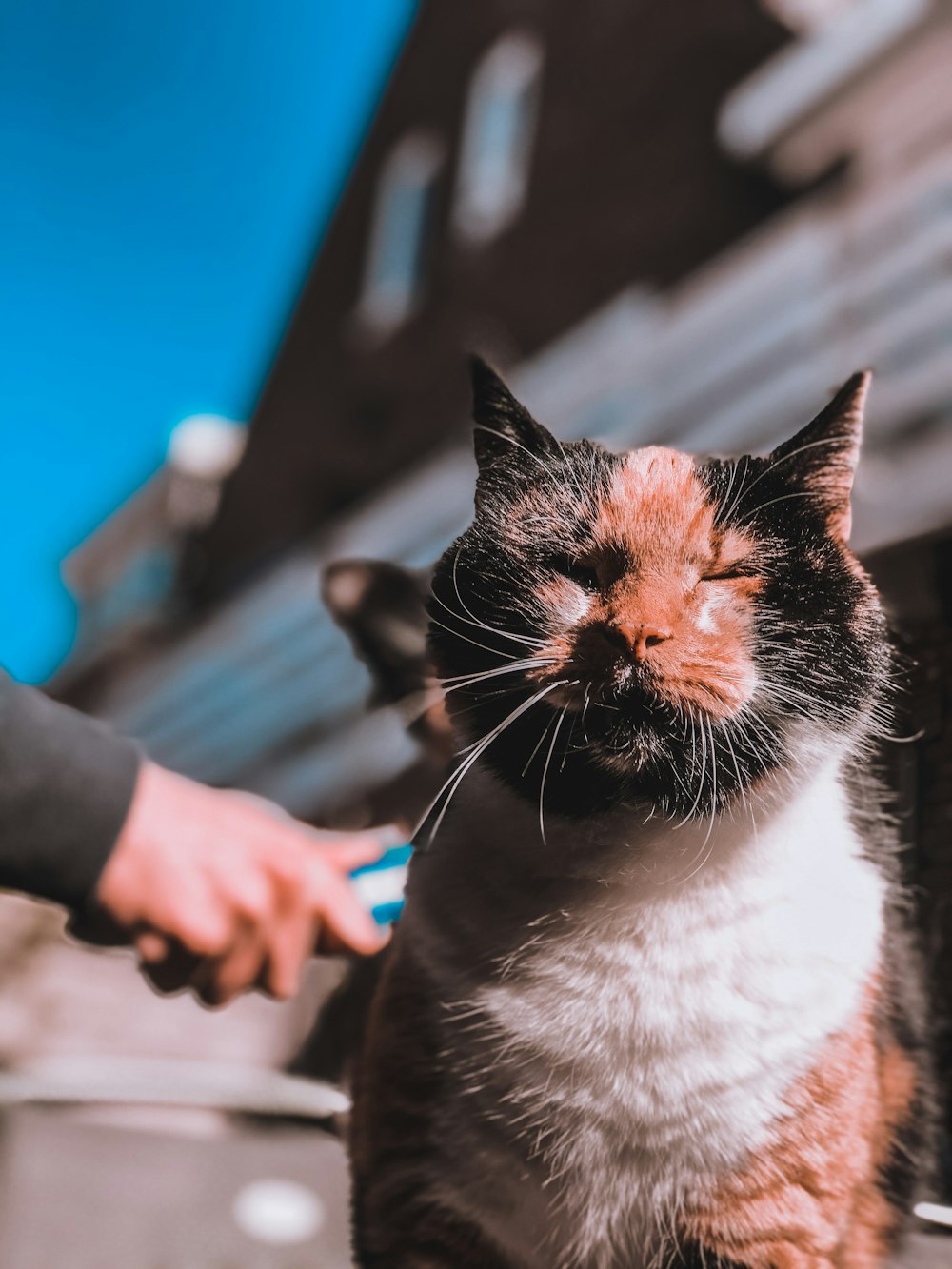 person holding white and black cat