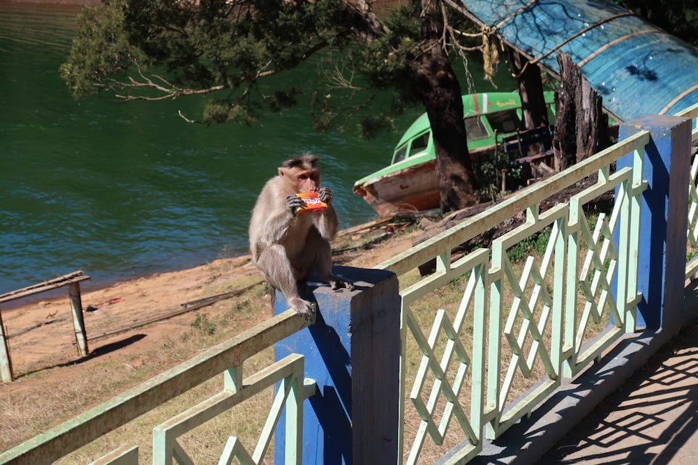 brown monkey sitting on blue wooden railings