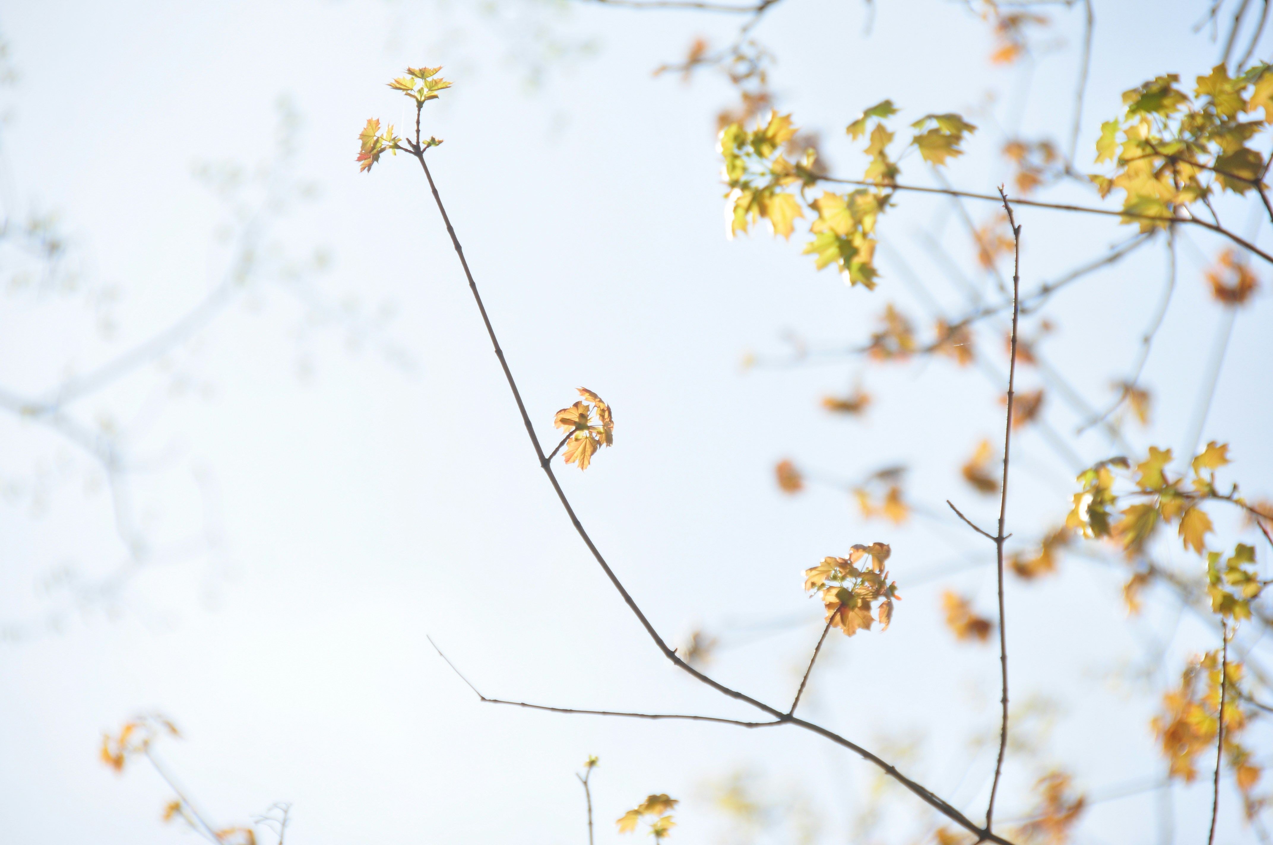 Photo by idonothingbutlove