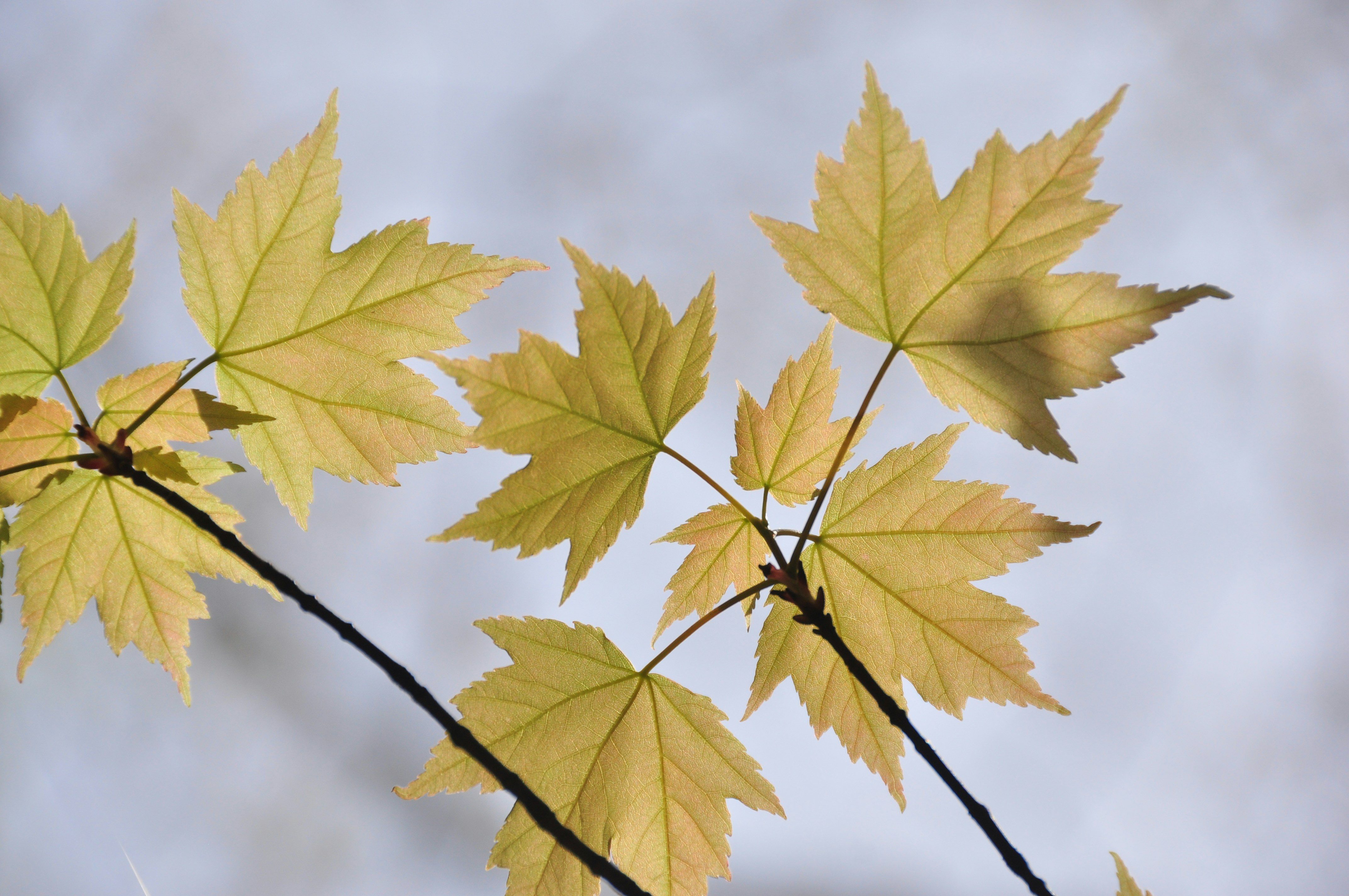 Photo by idonothingbutlove