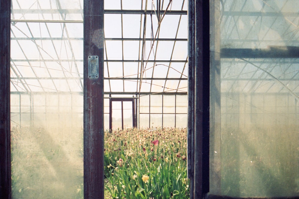 rote und gelbe Blumen in der Nähe des Fensters