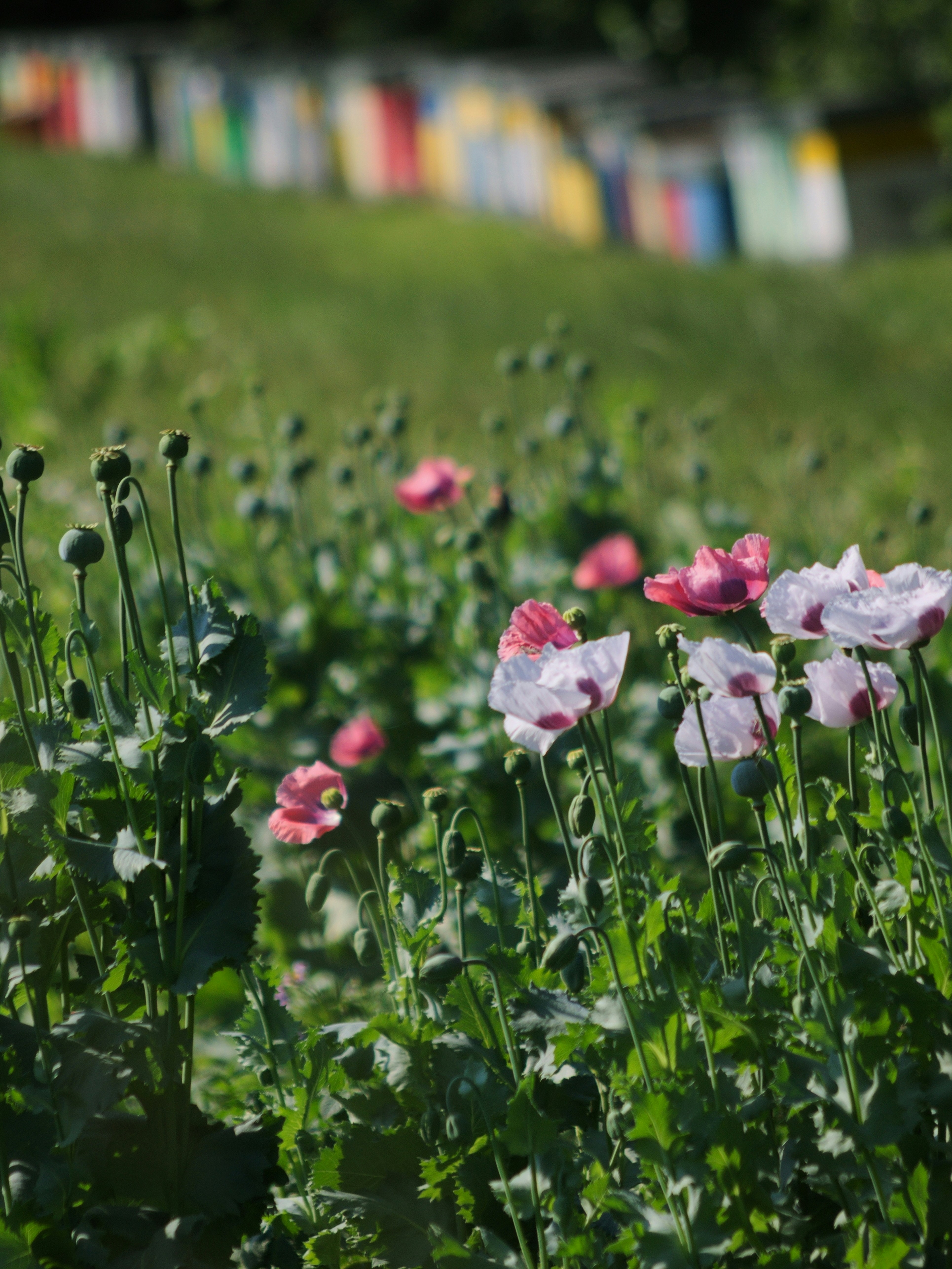 Pink And White Flowers On Green Grass Field During Daytime Photo Free Plant Image On Unsplash