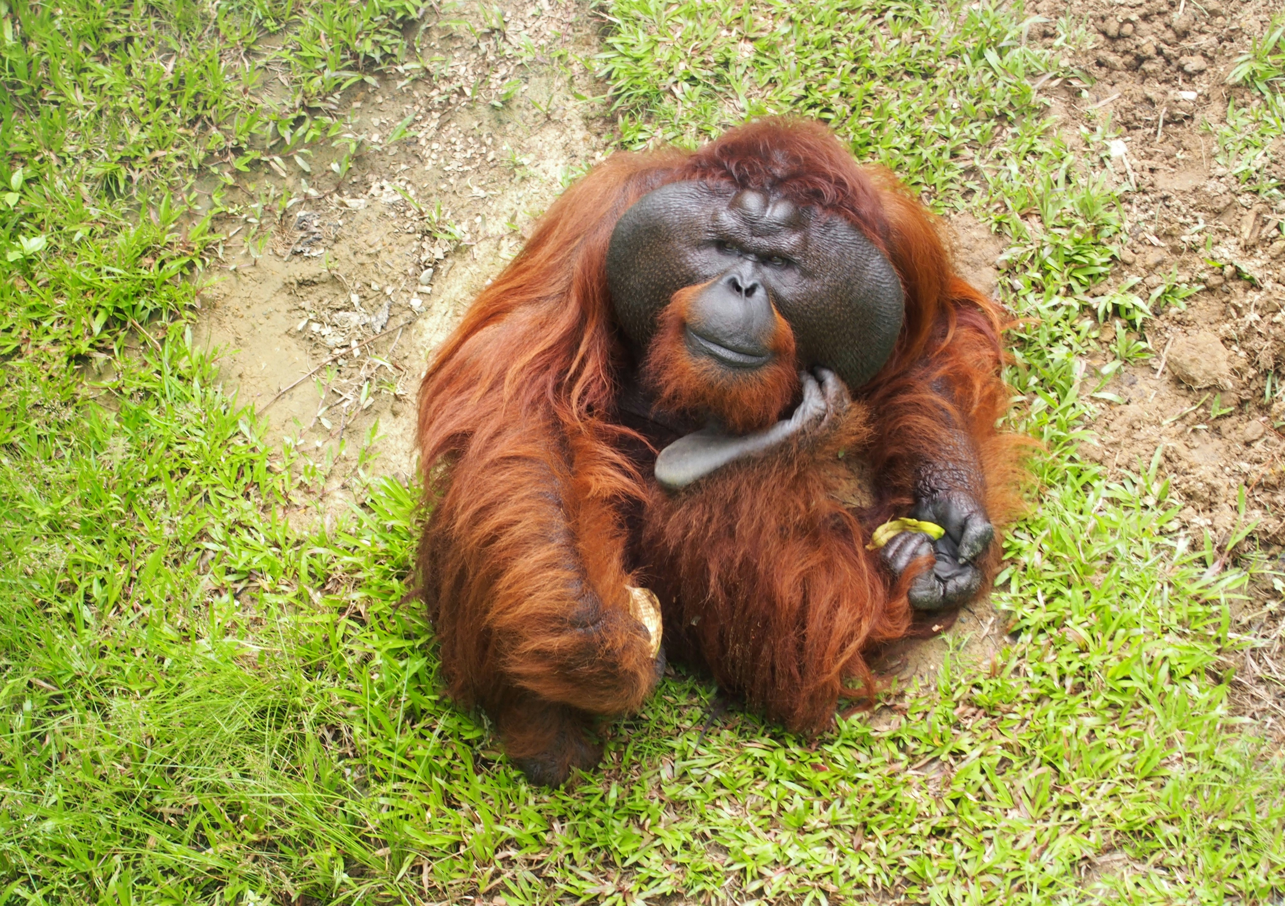Borneo, Malaysia - Orangutan.
Borneo.
Malaysia.