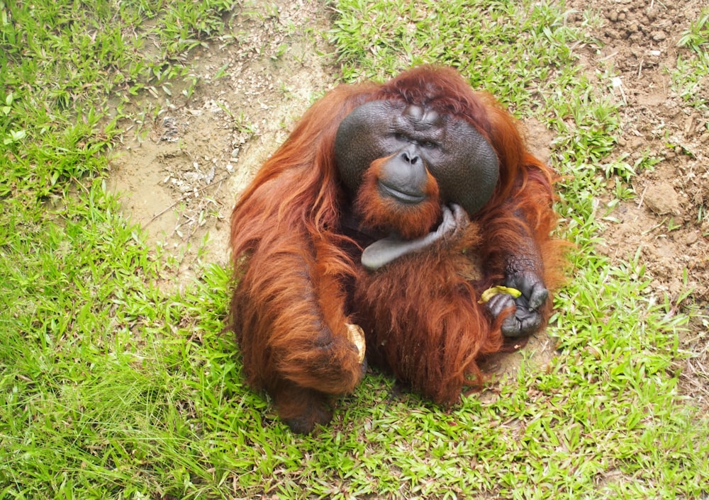 brown monkey lying on green grass during daytime