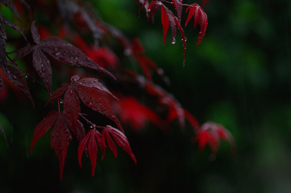 red leaves in tilt shift lens