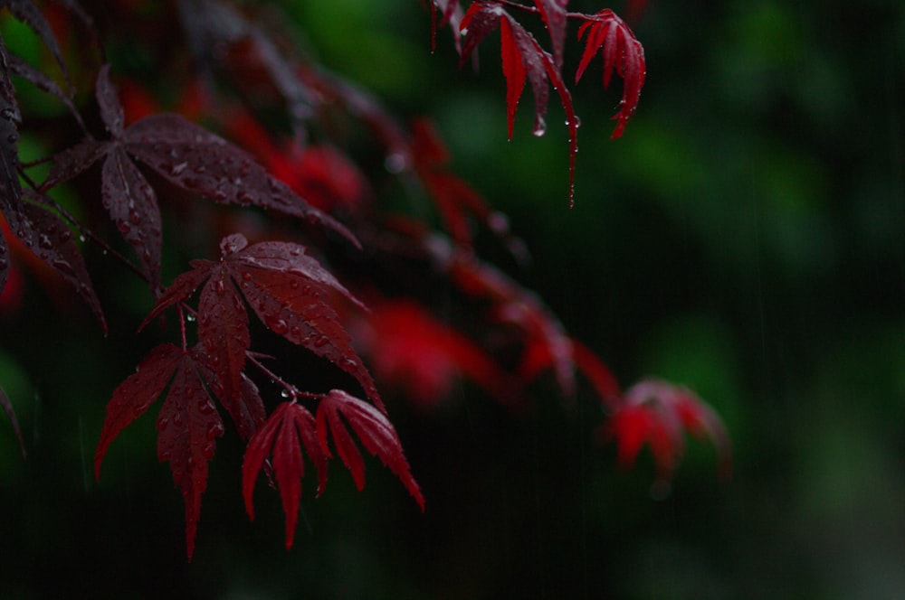 틸트 시프트 렌즈의 빨간 잎