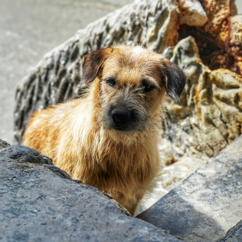 brauner langhaariger kleiner Hund auf grauem Felsen