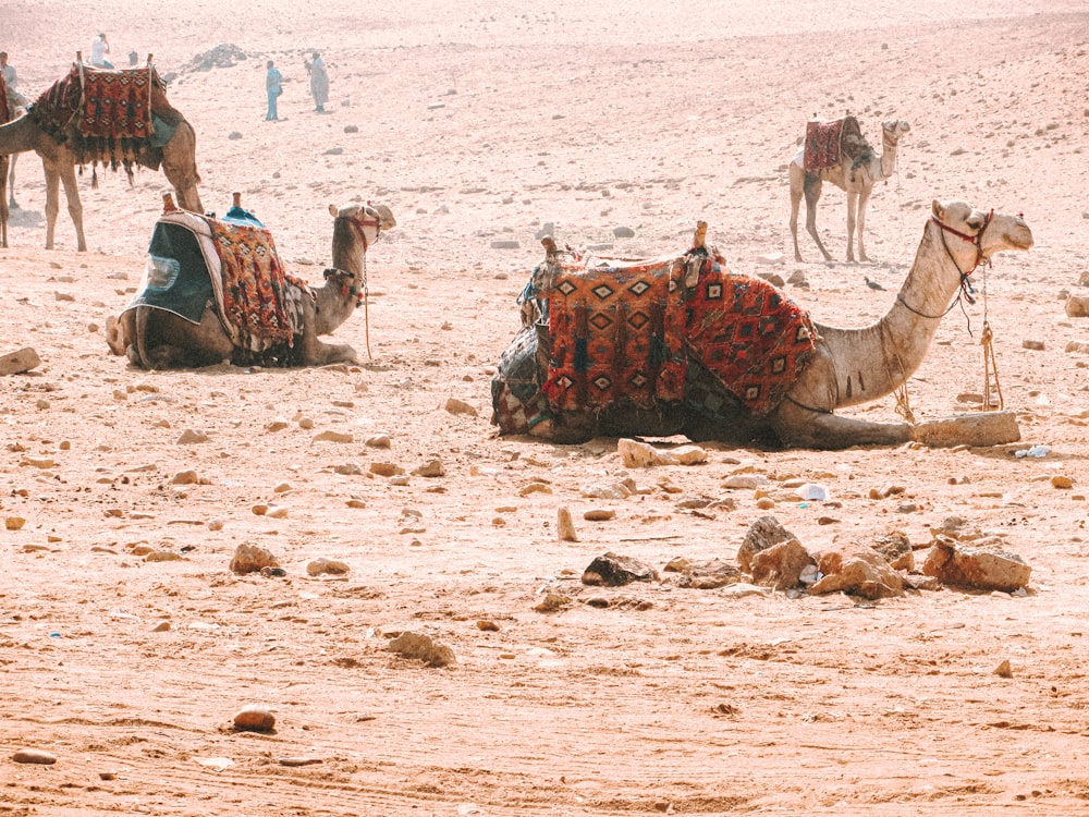 people riding camel on brown sand during daytime