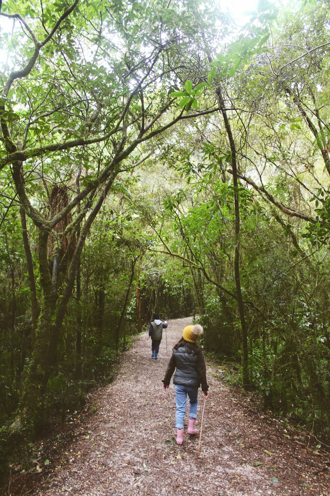 photo of Riwaka Forest near Abel Tasman National Park