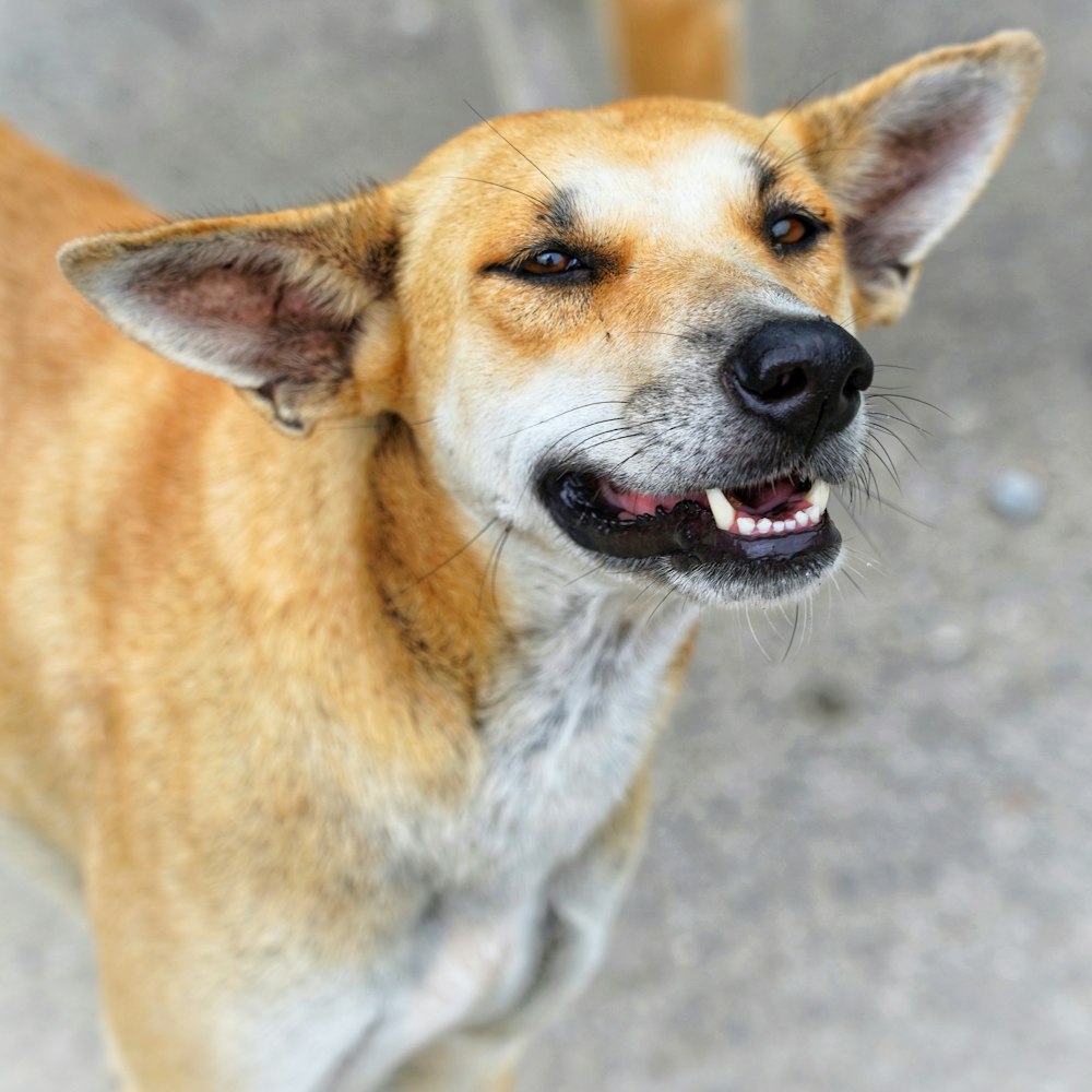 brown and white short coated dog