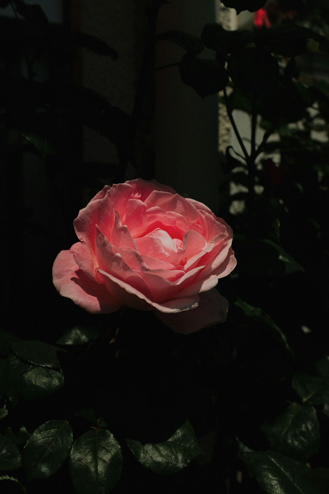 pink rose in bloom during daytime