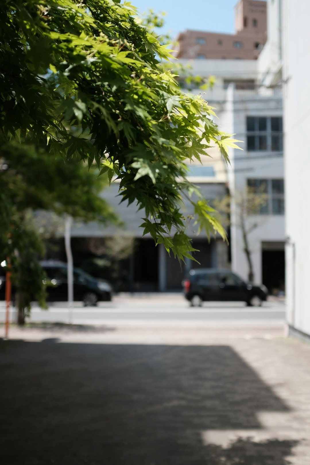 black car parked near green tree during daytime