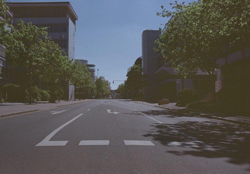 green trees beside gray concrete road