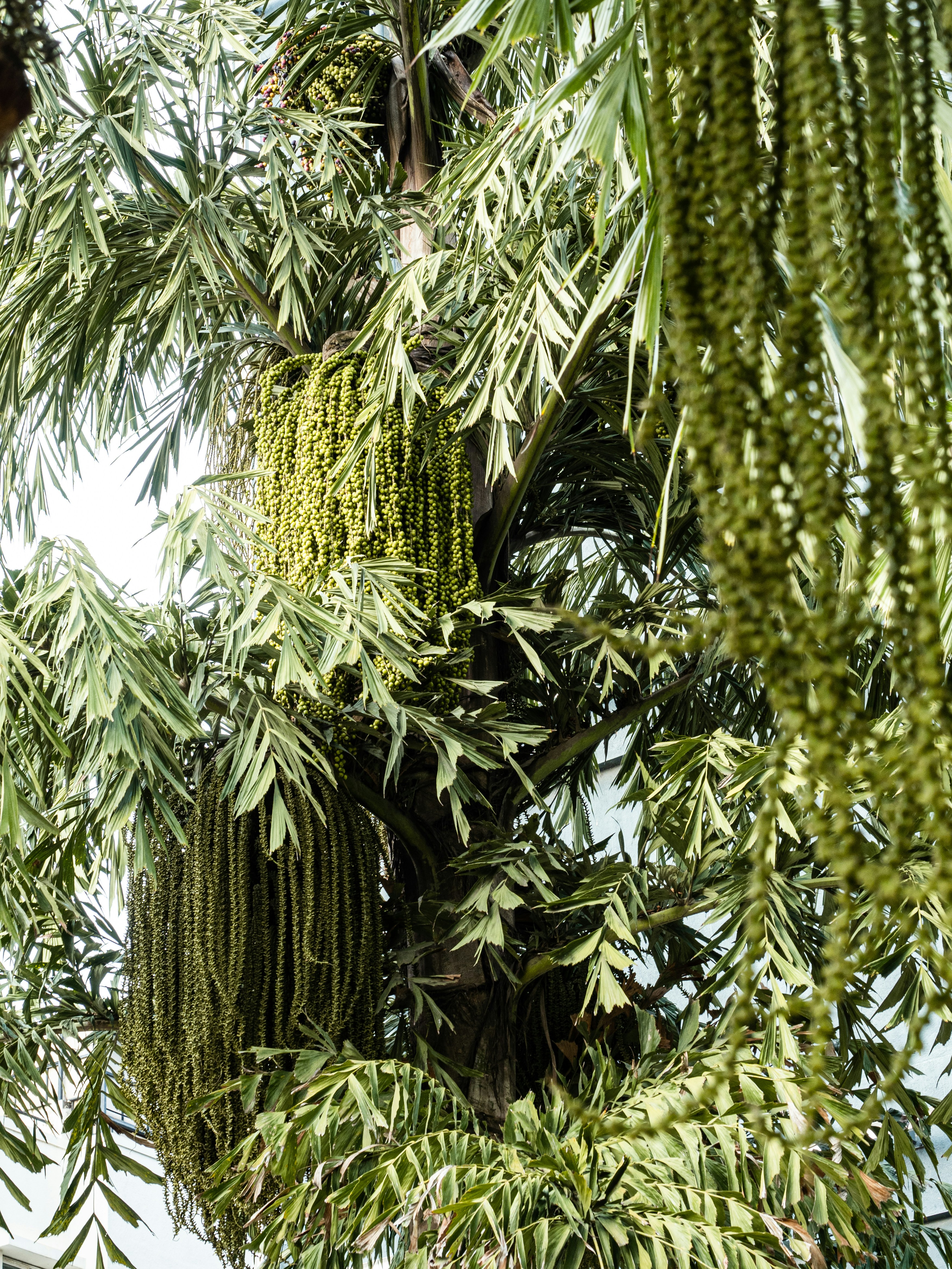 Green cactus plants during daytime photo Free Bangalore Image on Unsplash