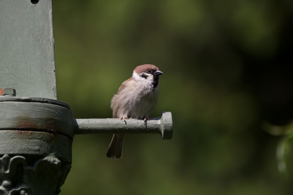 brown and white bird on black metal bar