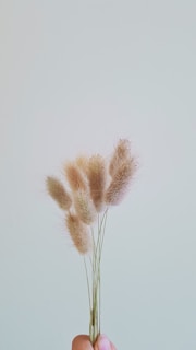 Hands carefully handling bleached pampas grass, showcasing the craft behind preservation.
