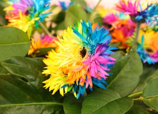 yellow and pink flower in tilt shift lens