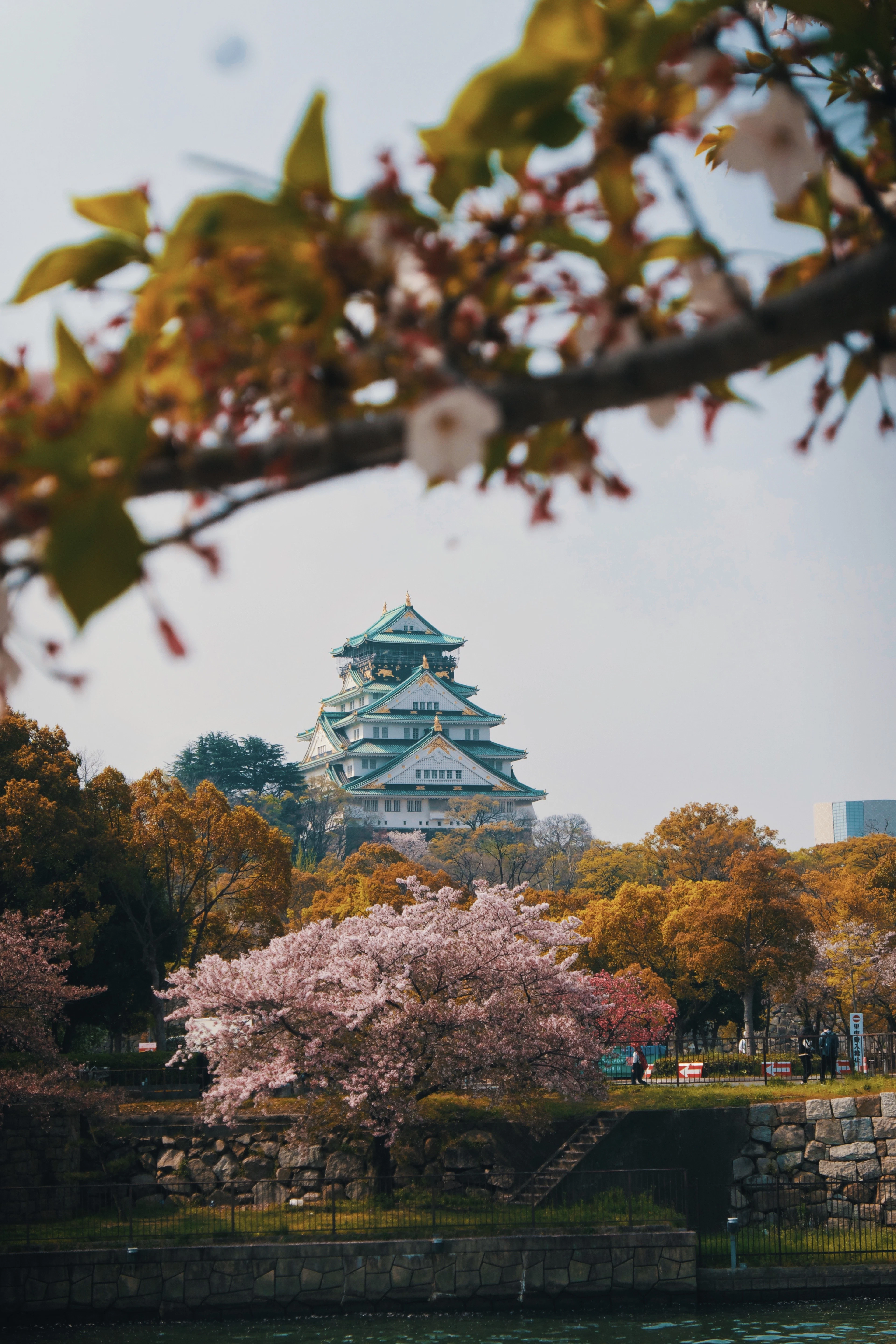 Osaka Castle framed through cherry branches, the keep rising white and green behind the blossom