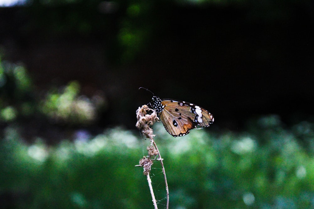 brown and black butterfly perched on white flower in close up photography during daytime