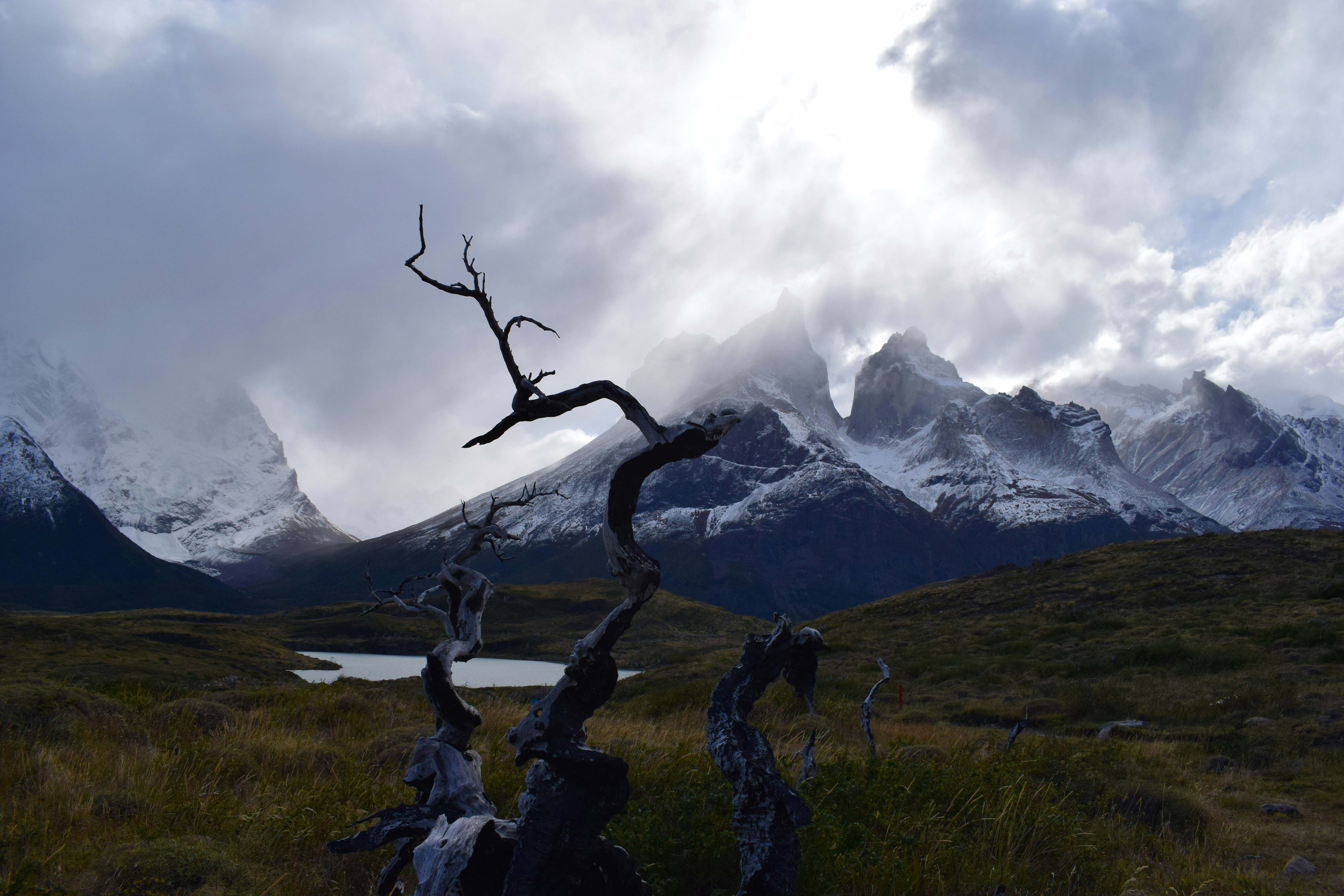 bare tree on green grass field near snow covered mountain during daytime