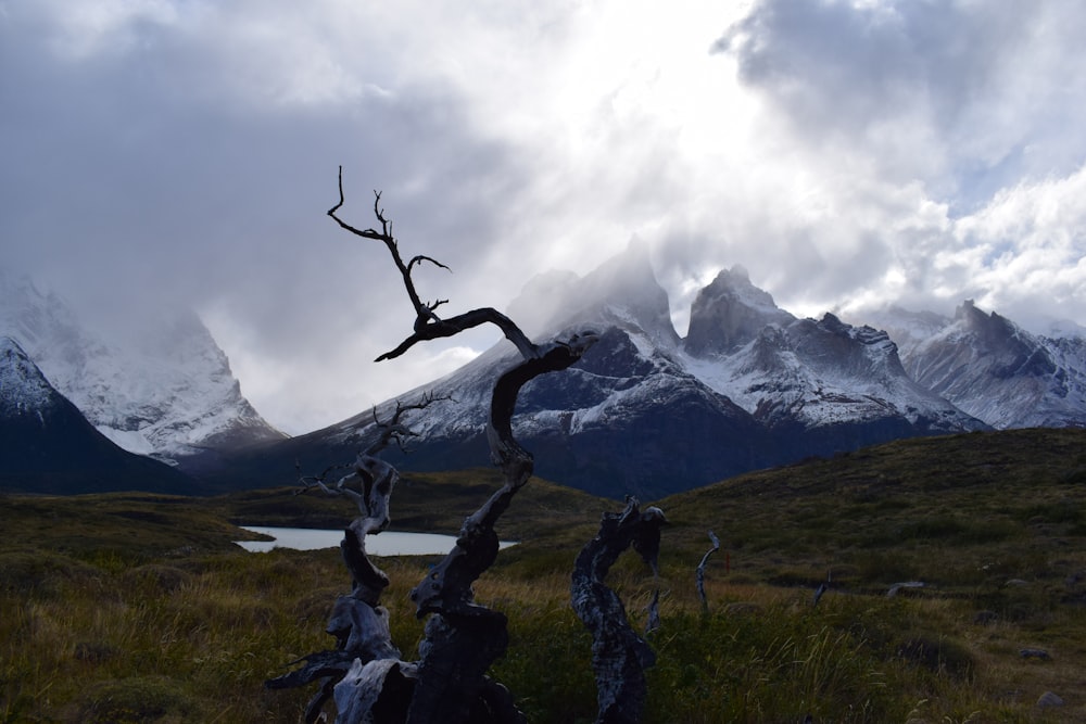 bare tree on green grass field near snow covered mountain during daytime