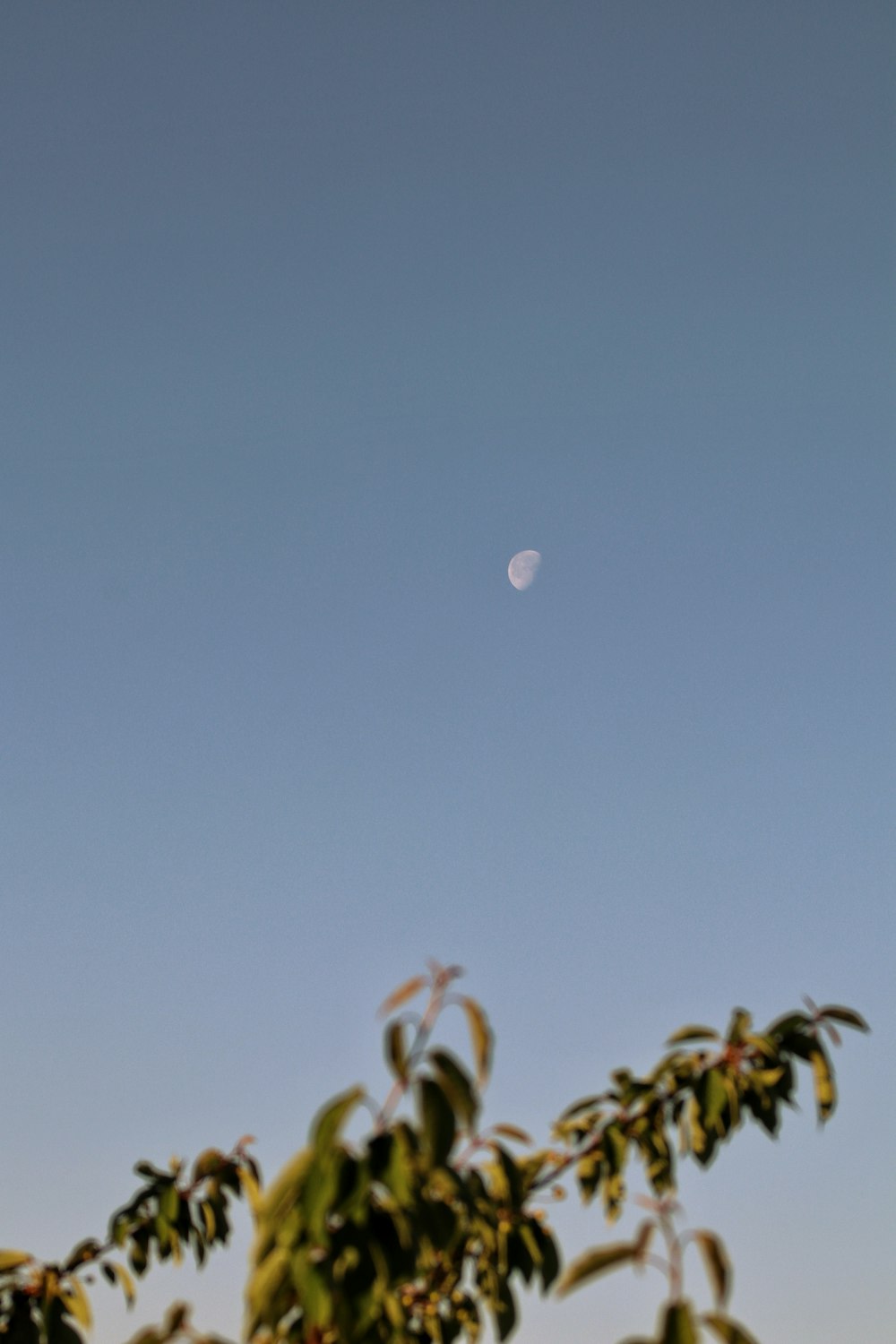 green plant under blue sky