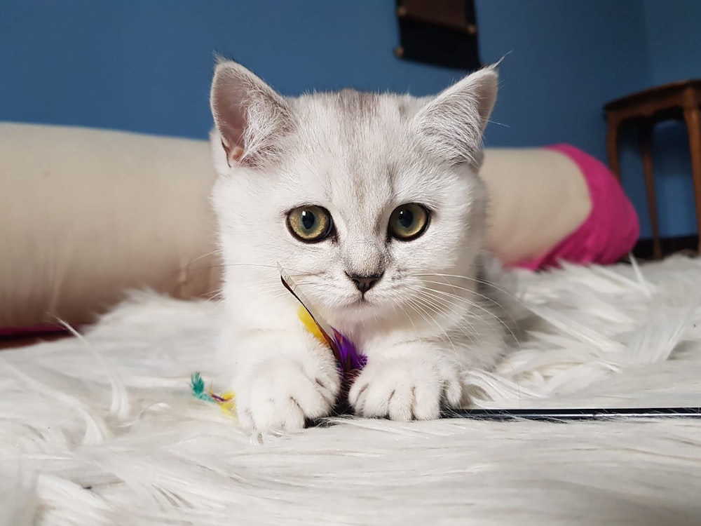 white and gray cat lying on white textile