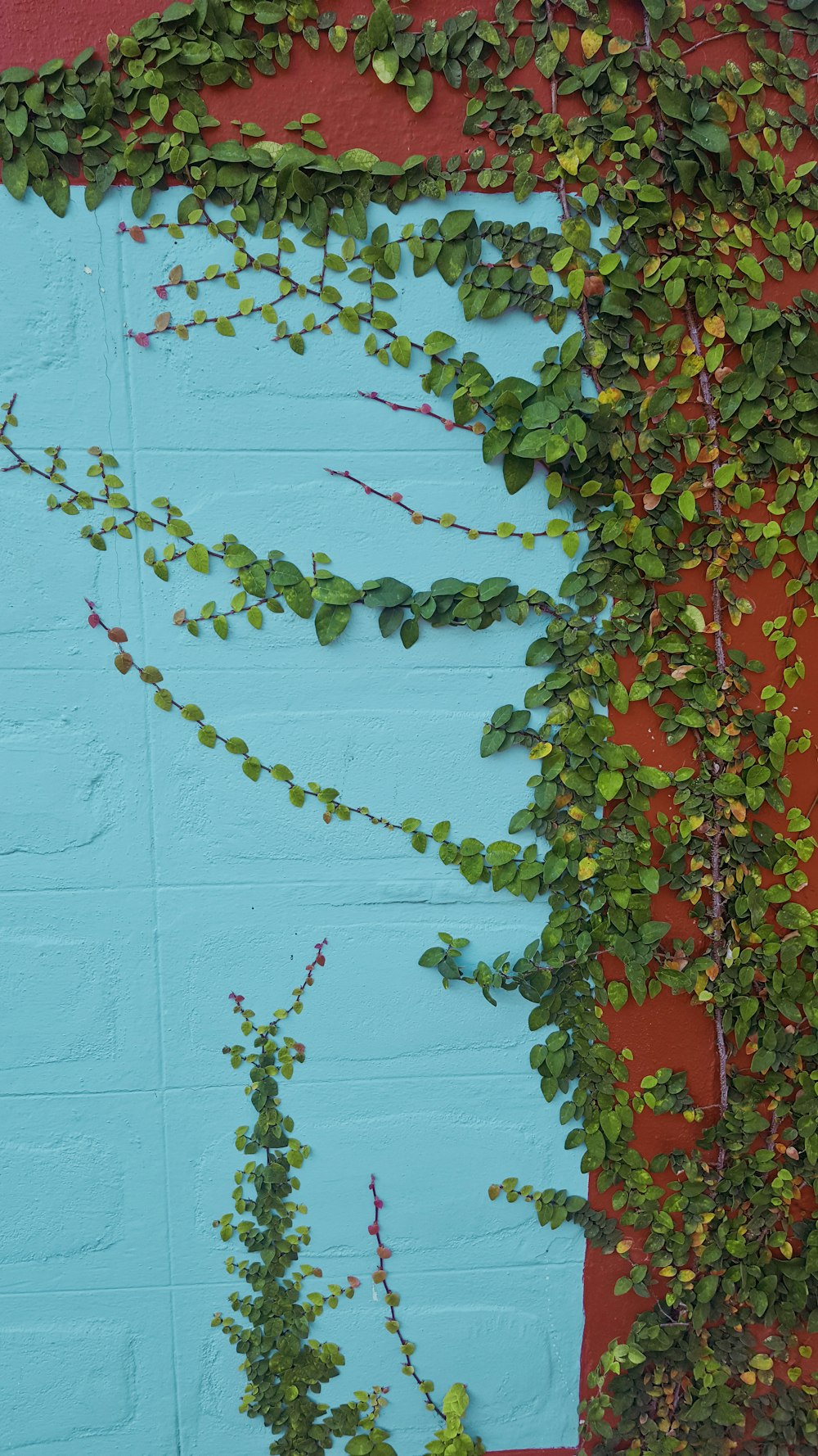 hojas verdes y rojas en una pared de madera blanca