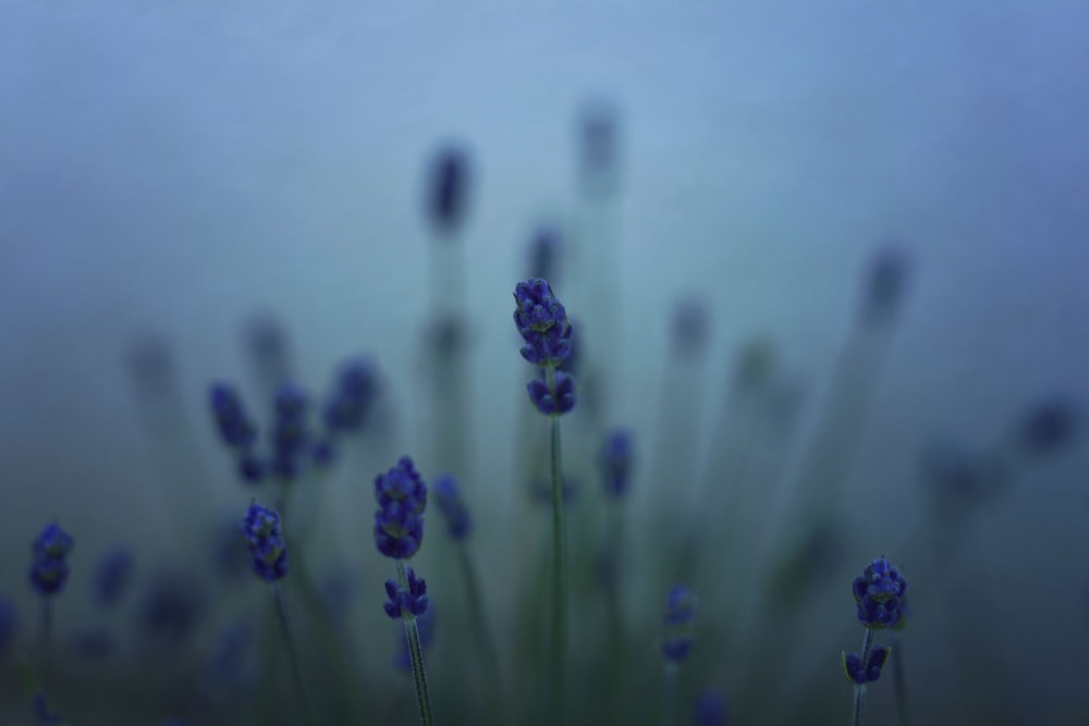 purple flower in close up photography