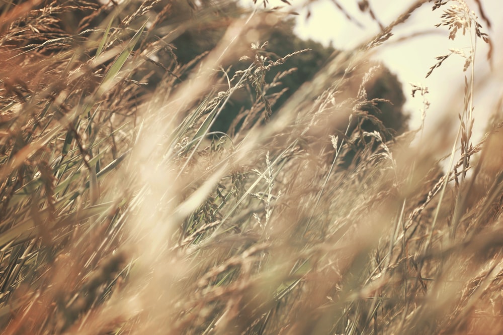 brown grass under white sky during daytime