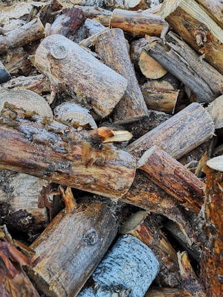 An assortment of logs and branches ready for disposal.
