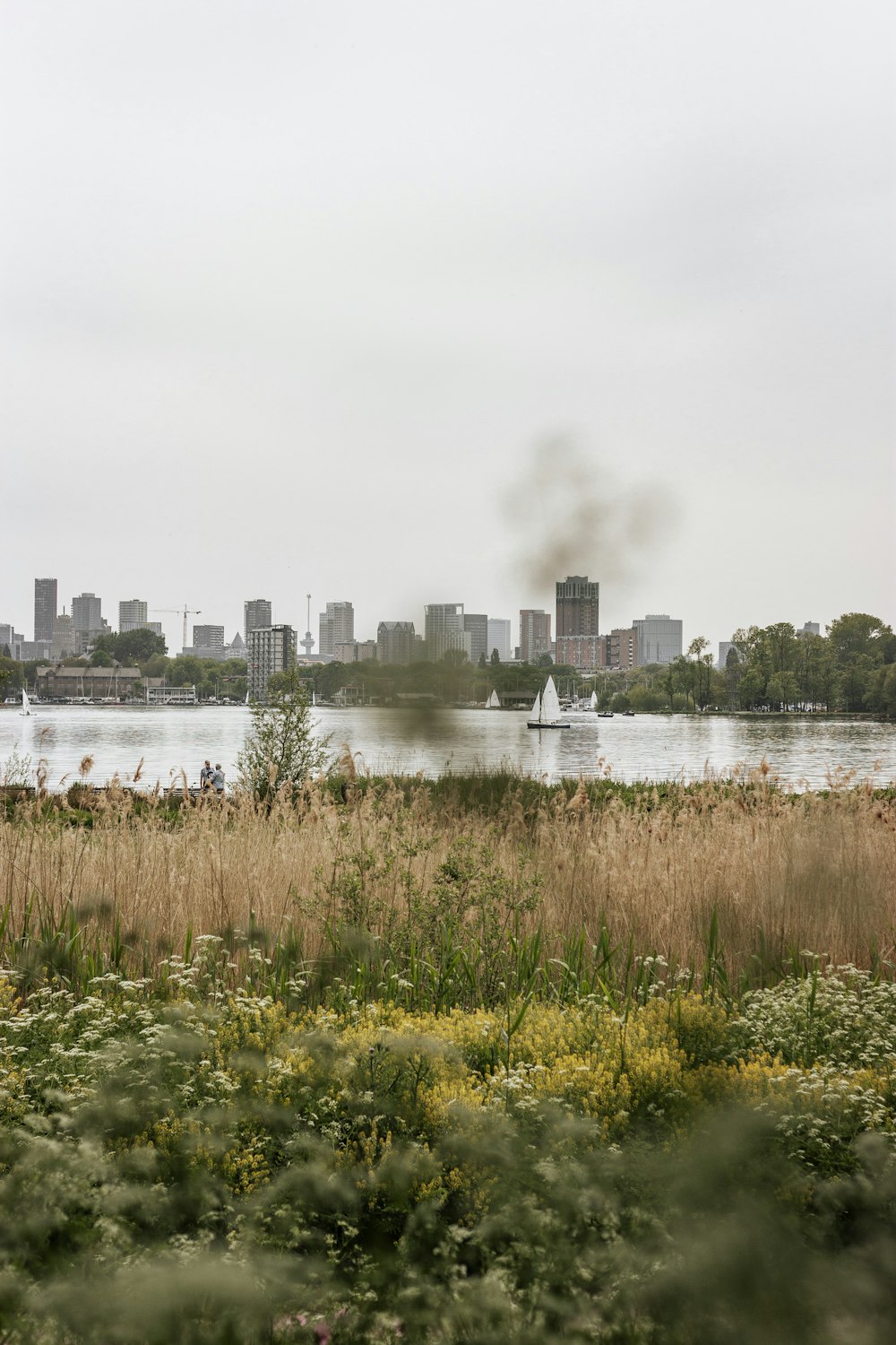 herbe verte près d’un plan d’eau pendant la journée