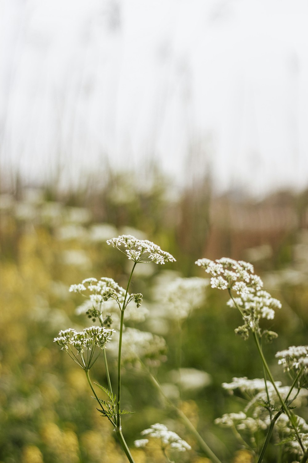 white flower in tilt shift lens